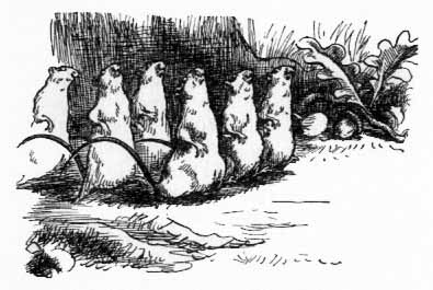 marching mice
