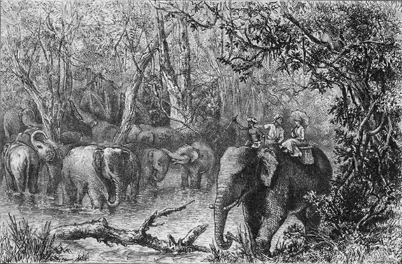 three people riding an elephant near a herd of elephants in the jungle