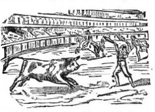 bull charging at bullfighter