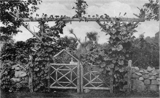 small wooden gate flanked by wood with climbing vines