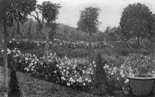 alternating rows of flowers and trees