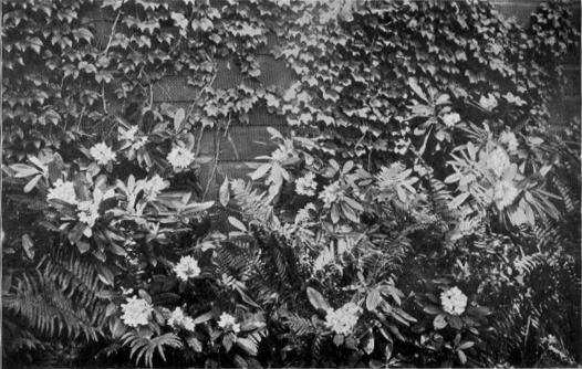 garden wall with bushes in front and ivy climbing above