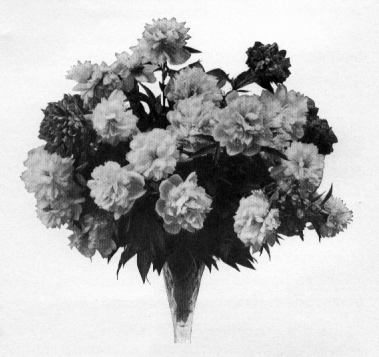 bouquet of full round multipetaled blossoms