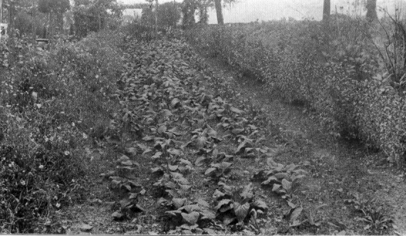 photograph of low seedlings near a fence.