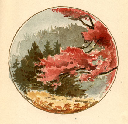 maple tree with coniferous trees in background