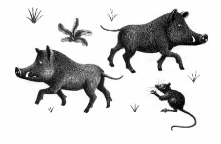 two boars and a mouse