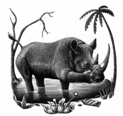 a rhinoceros cleans his tusk with a toothbrush