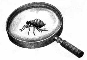 a flea under a magnifying glass