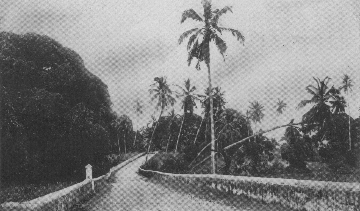 road with short wall on either side and palm trees to the right
