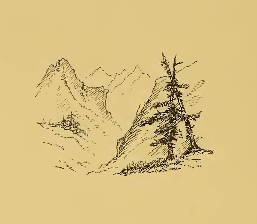 pine trees and mountains