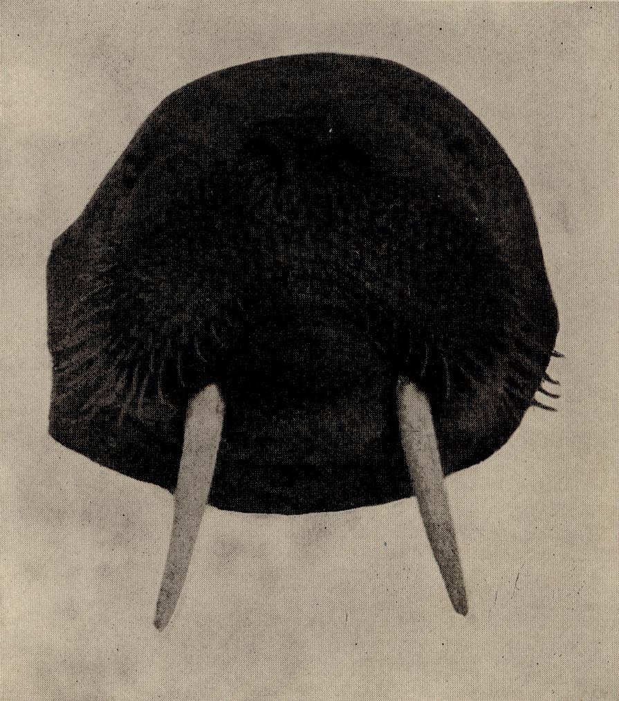 Walrus head with Long Ivory Tusks