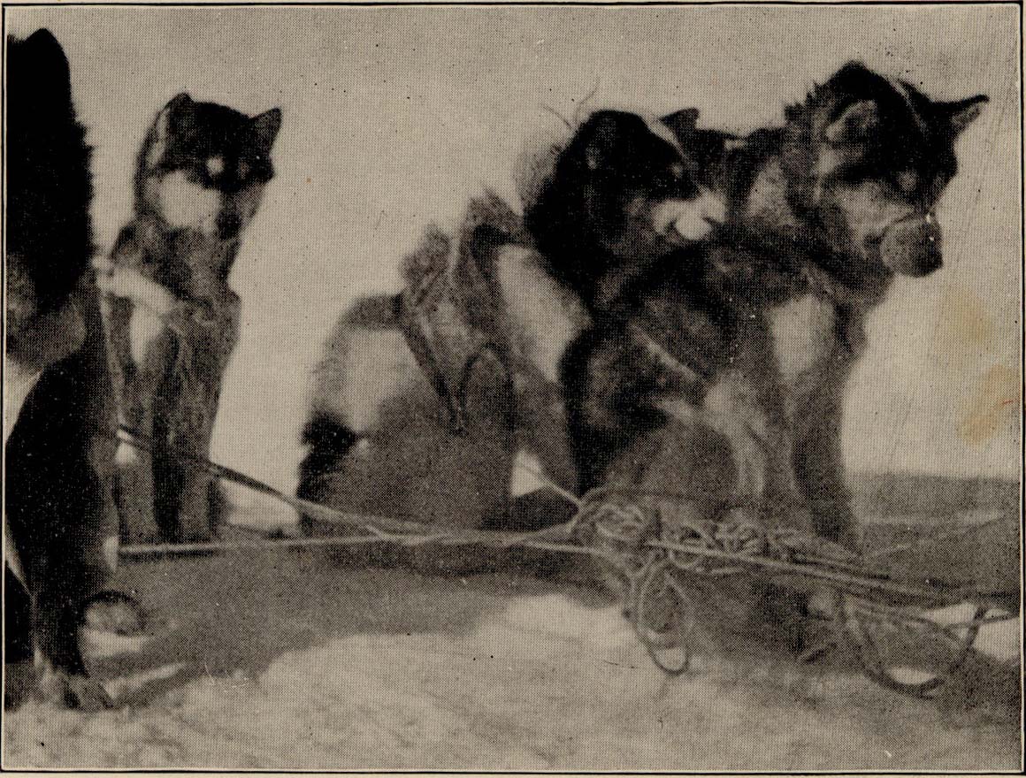 Husky Dogs seated in harness for Sledge