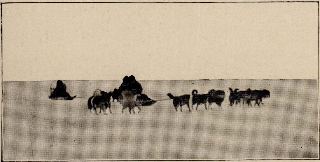 Dogs pulling sledge on a Bear-Hunt.