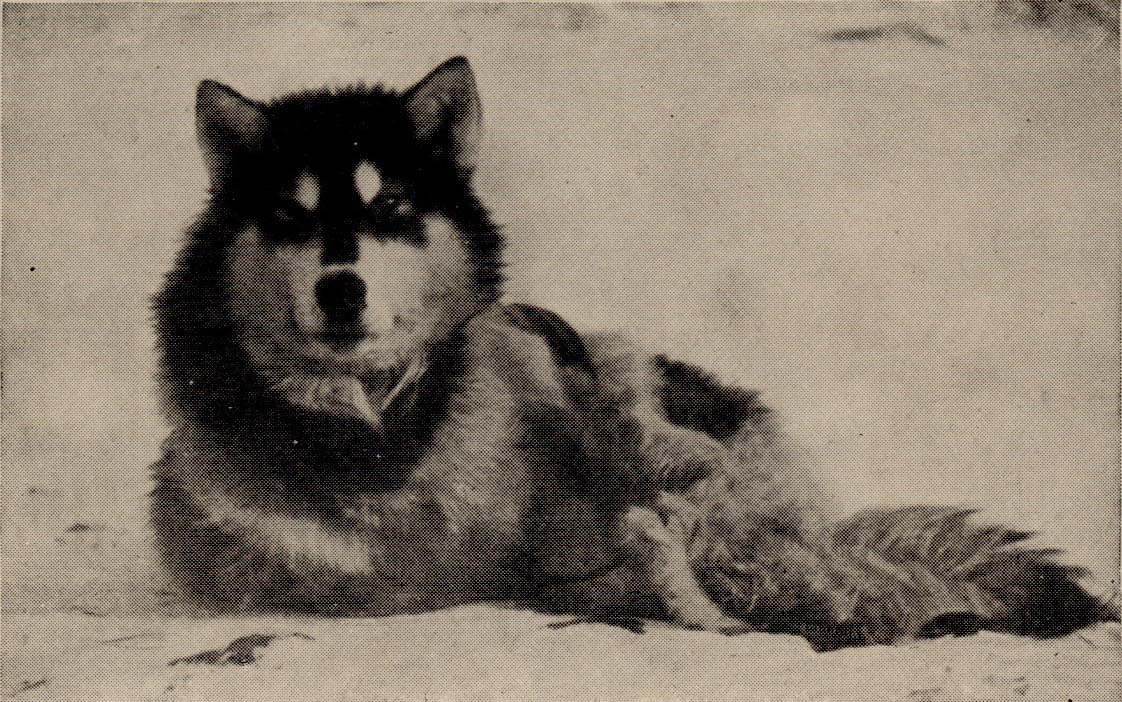 Husky Dog sitting, taking a Short Rest