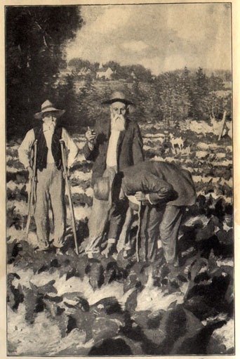 Three old men with white beards standing in a field, one on crutches, one bent over examining the crop.
