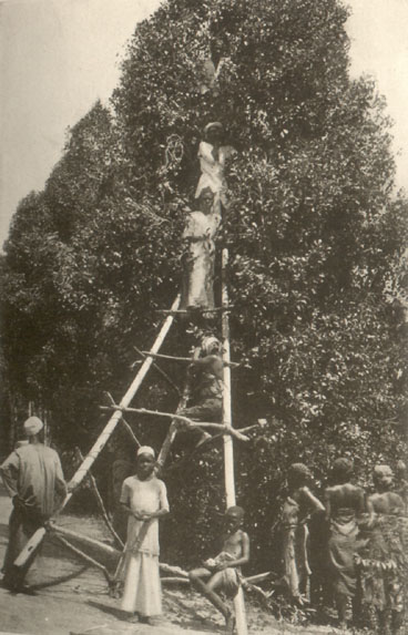 people standing on a ladder in front of a bushy tree