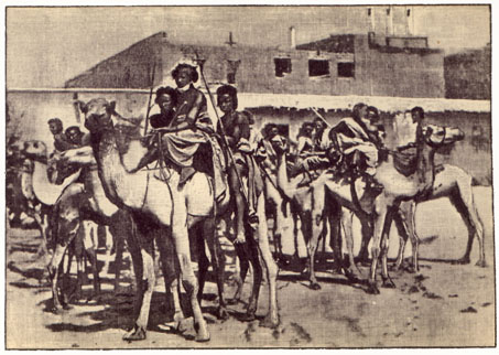 Group of people on camels.