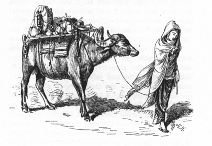 woman walking with a laden buffalo