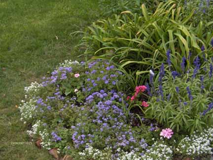 purple, white, and pink flowers