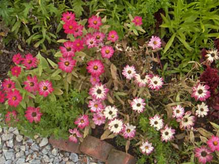 pink flowers by rocky path