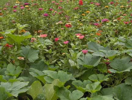 plants with pink flowers