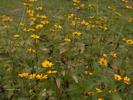 plants with yellow flowers