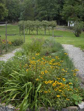 yellow flowers in foreground and grape vines in background