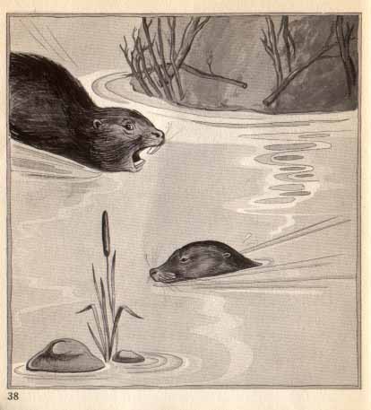Beaver swimming toward Keo, teeth bared.
