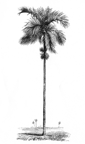 very tall thin palm tree