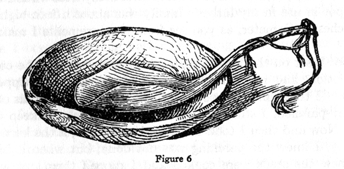wooden bowl with sheep's horn ladle