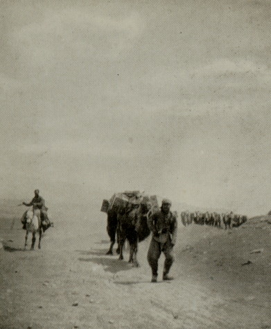 long line of camels laden with goods, a man walks before them and another rides a horse alongside