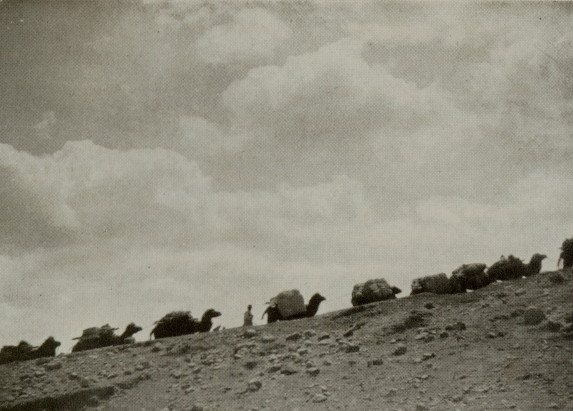 line of several camels in the distance, walking uphill