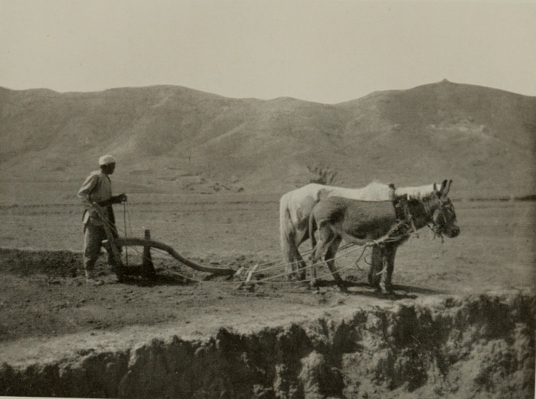 man standing with a horse-drawn hoe, pulled by a horse and donkey