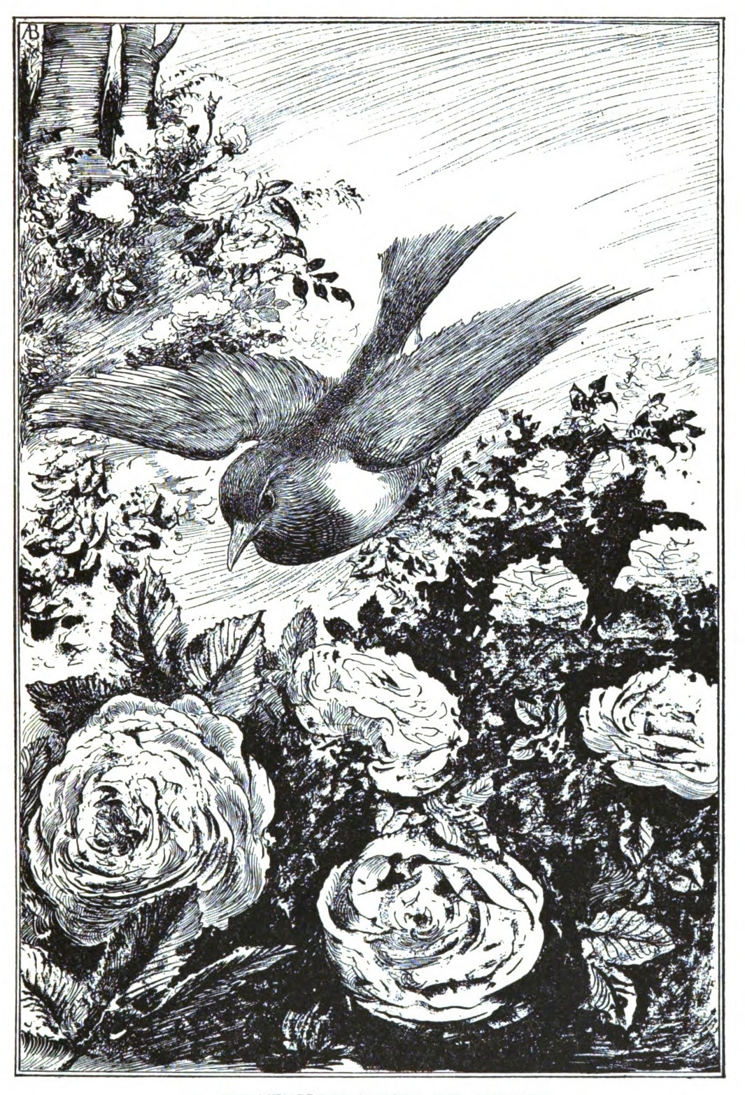 bird flying above rose bushes.