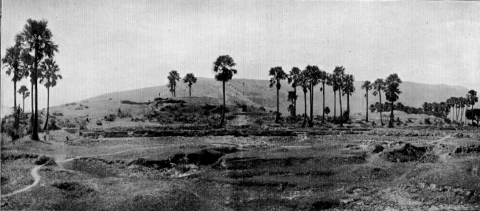 photograph with clusters of palm trees and hills in the background