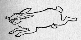 drawing of Rabbit