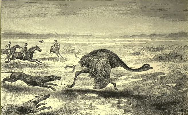 Ostrich running away from dogs, men on horseback nearby closing in.