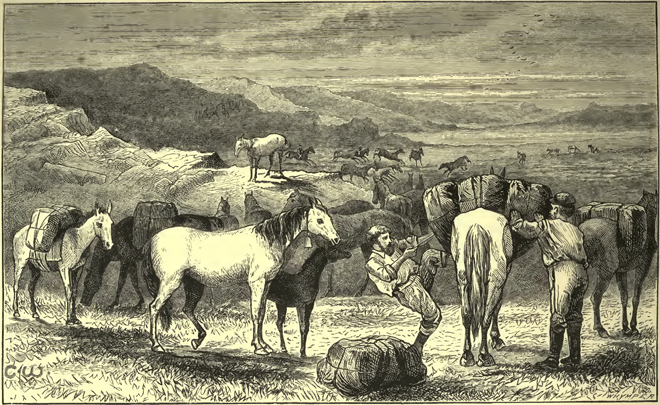 man surrounded by horses, many wearing packs. he is tightening the straps on a horses pack, using his foot against the animal's side for leverage.