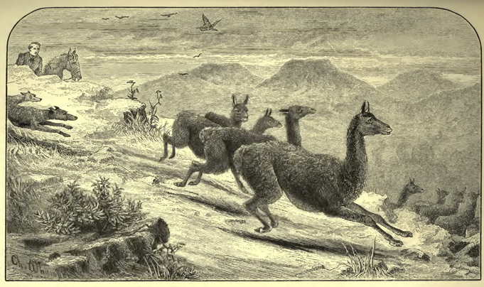 Guanacos running away from dogs and a man on horseback.