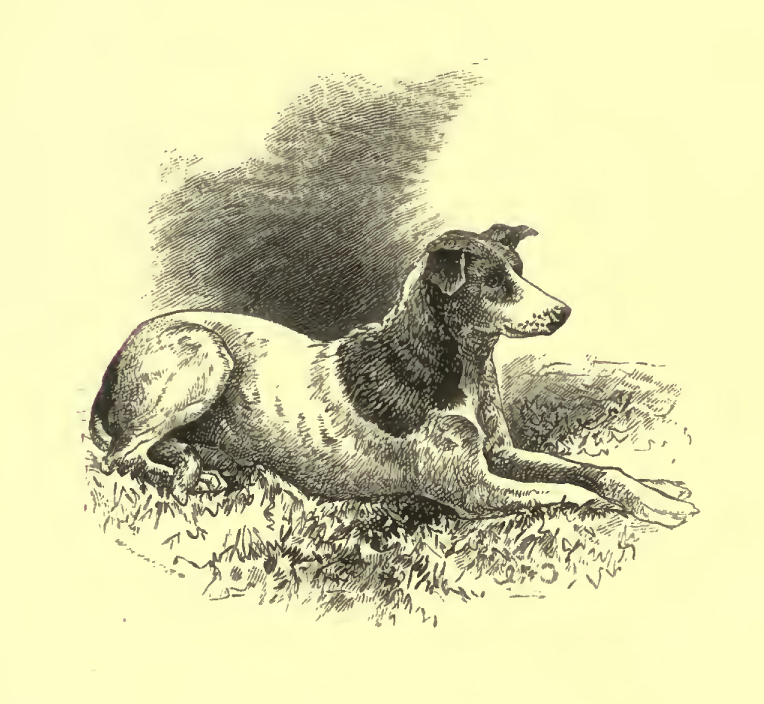 lifelike drawing of a dog laying down with crossed paws.