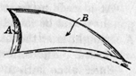 diagram of the breastbone of the cock