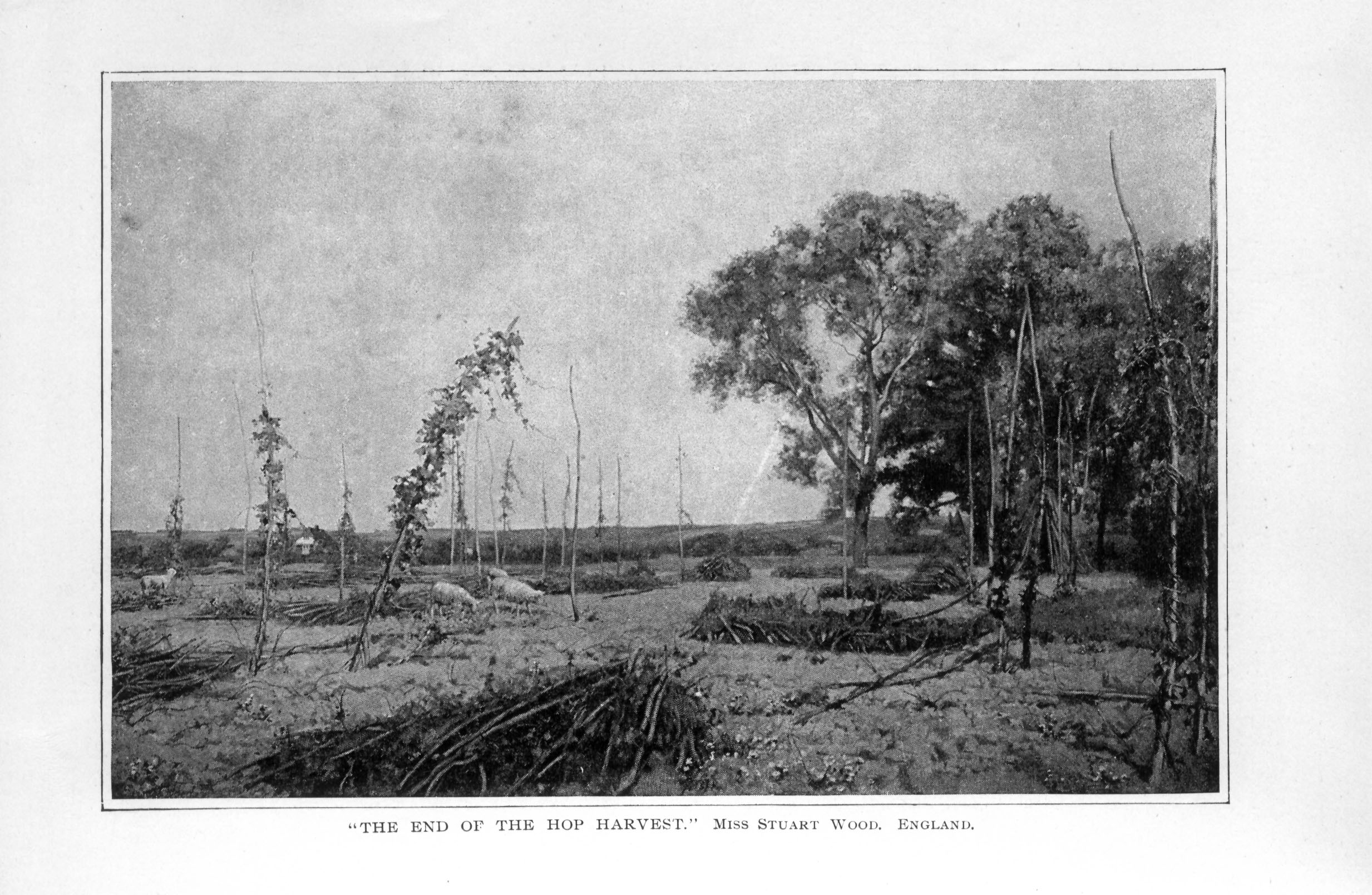 barren field next to a small stand of trees