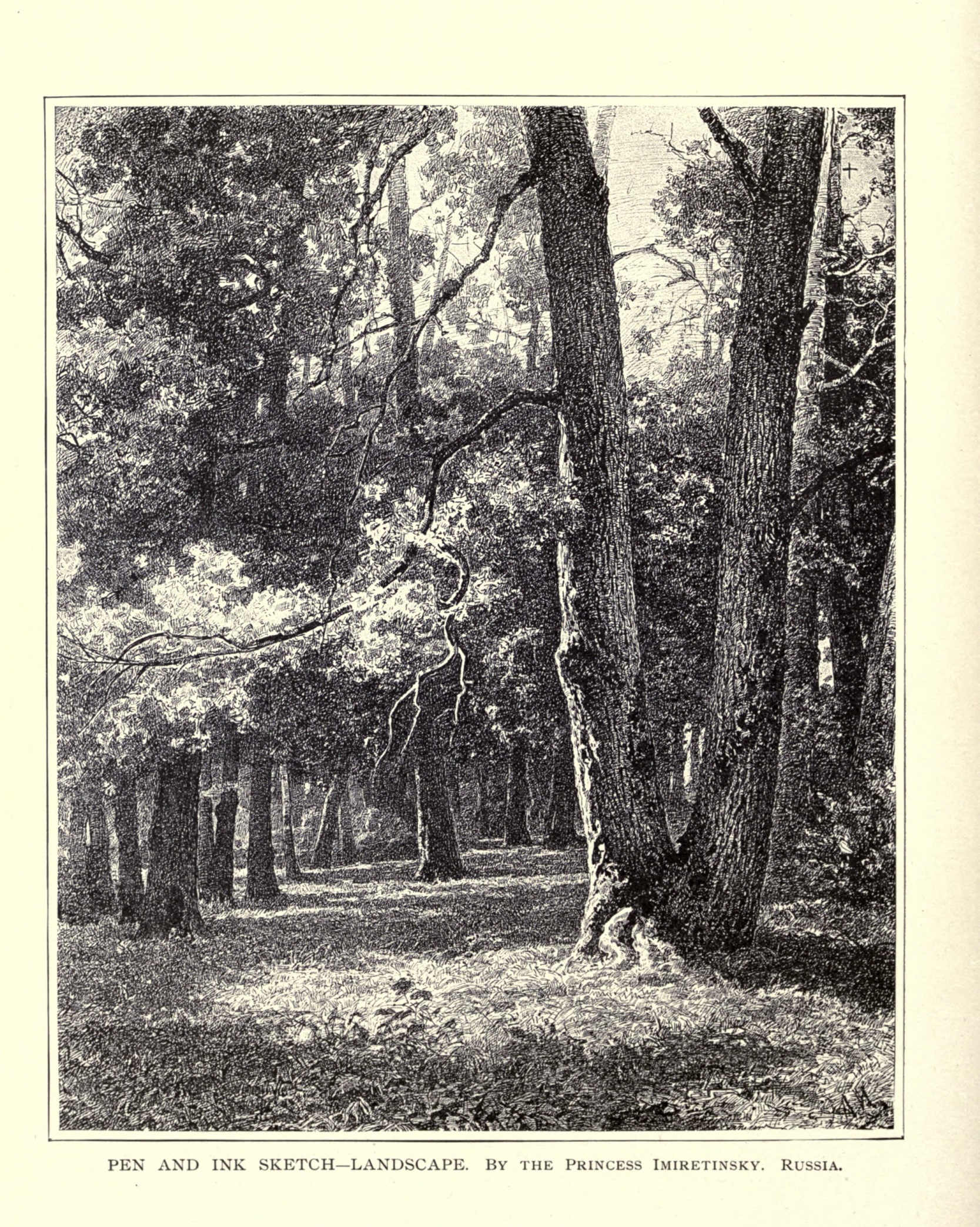 detailed drawing of the interior of a grove of trees