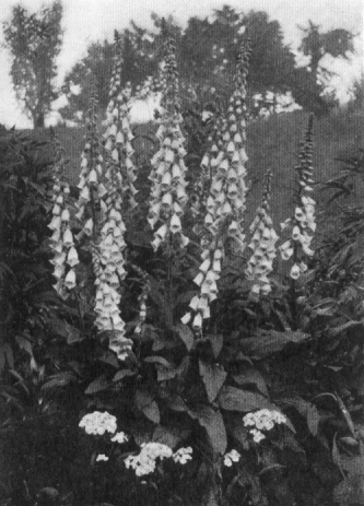 very large foxglove with at least nine full stems of flowers