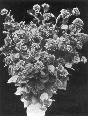 photograph of flowers described