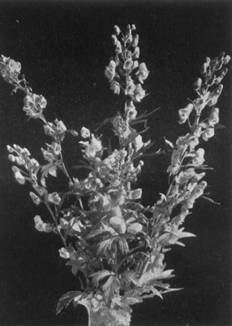 photograph of flowers described