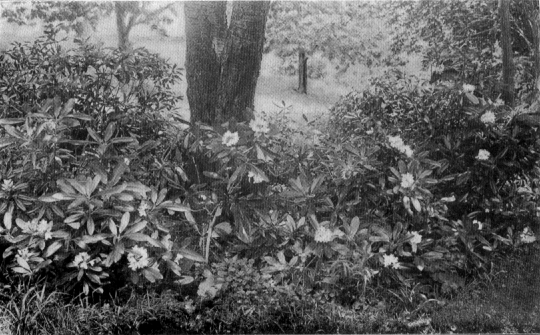 glossy rhododendron leaves and many blossoms at the base of a split trunk tree.