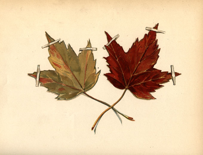 two maple leaves pinned down
