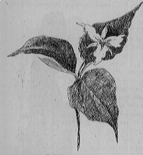 plant with three large leaves forming a triangle and one central flower