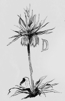 Tropical plant with two flowers hanging down. D (illuminated letter for Dear).